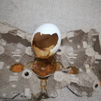 Gürtat Mandıra ve Şarküteri Gürtat Bozuk Yumurta