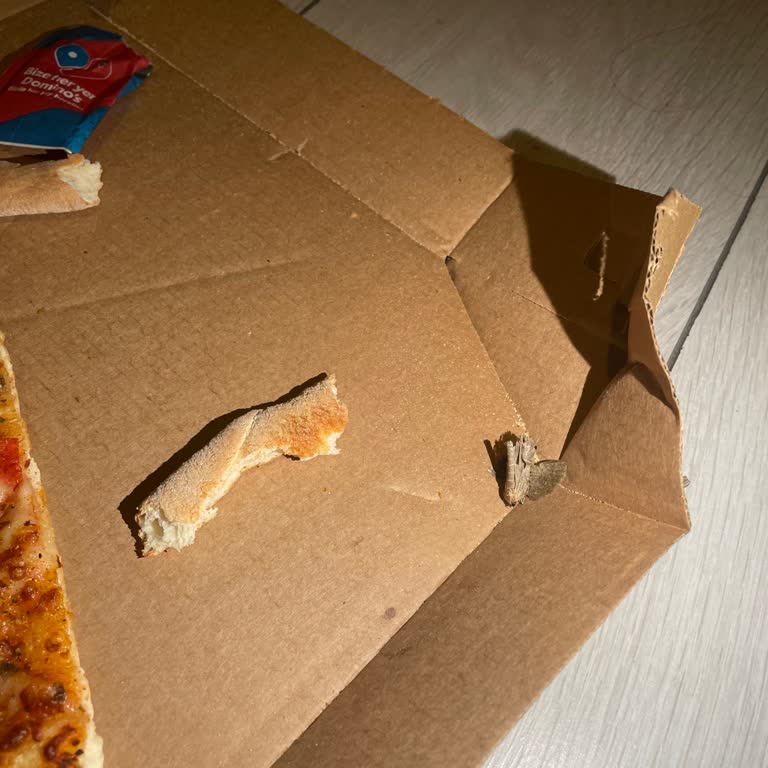 Domino's Pizzasından Güve Çıktı