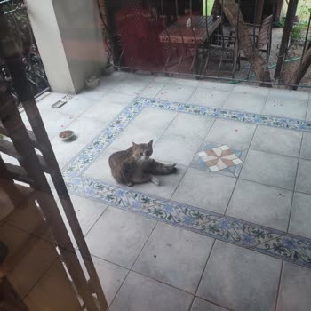Şadanlar Pet Kedi Maması Kedilerin Yememesi