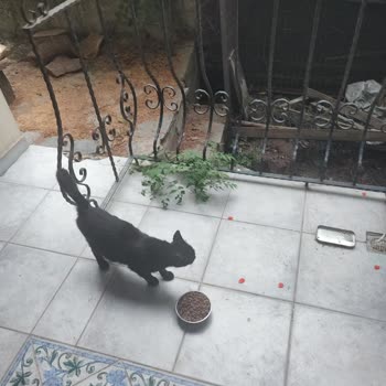 Şadanlar Pet Kedi Maması Kedilerin Yememesi