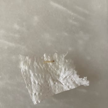 Filiz Makarna Makarnada Kurt Şikayeti