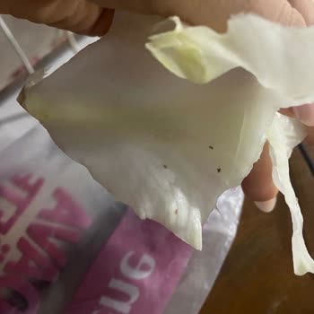 Komagene Çiğköfte Siparişi Ve Marulun İçindeki Böcekler