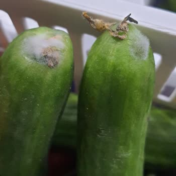 Arçelik Soğutma Sorunu Yaşatan Buzdolabı Kabusu