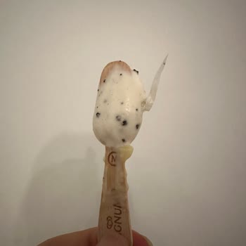 Magnumdan Ambalaj Parçası Çıktı