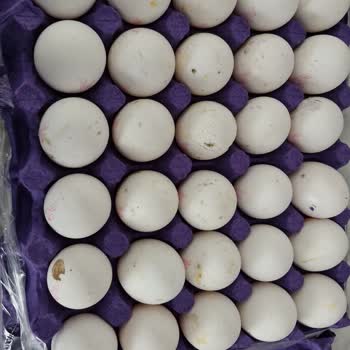 Şişman Yumurta Üründe Küf Ve Sinek Var