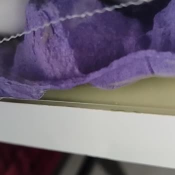 Şişman Yumurta Üründe Küf Ve Sinek Var