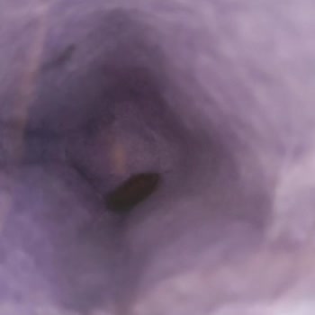 Şişman Yumurta Üründe Küf Ve Sinek Var