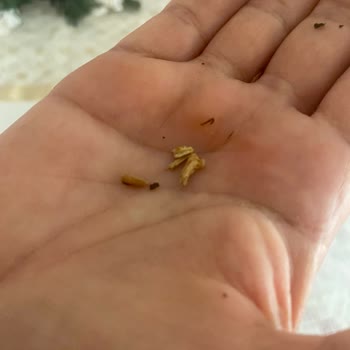 BİM Markette Satılan Çay Paketlerindeki Kalite Sorunları