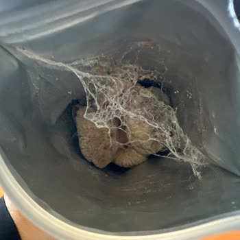 Otto Nuts Otto Dried Fruits Kurtlanmış Paket