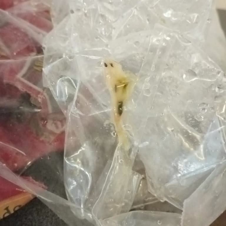 CanlıPetShop Canlipetshop.com Kargoda Oluşan Hasarı Karşılanmaması Hk.