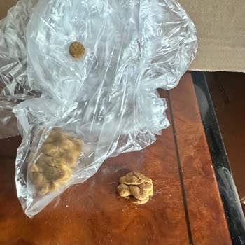 Exporgin Üzerinden Alınan Royal Canin Bozuk Mama Sorunu