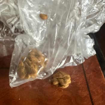 Exporgin Üzerinden Alınan Royal Canin Bozuk Mama Sorunu