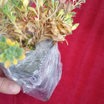 Zengarden Bu Bir Bitki Havasız Yaşayamaz