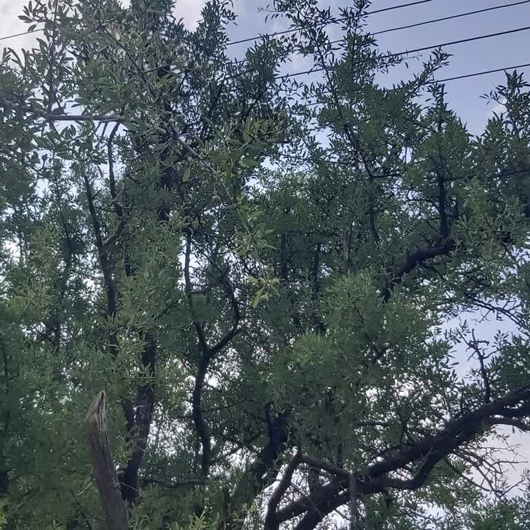 CK Enerji Akdeniz Elektrik CLK Elektrik Kesilmeyen Ağaç