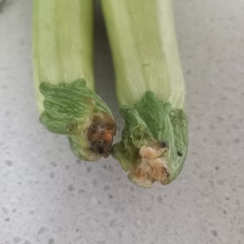 Migros Hemen Çürük Ürün Gönderimi