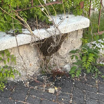 Çankaya Belediyesi Lütfen Bir Çözüm Bulun!