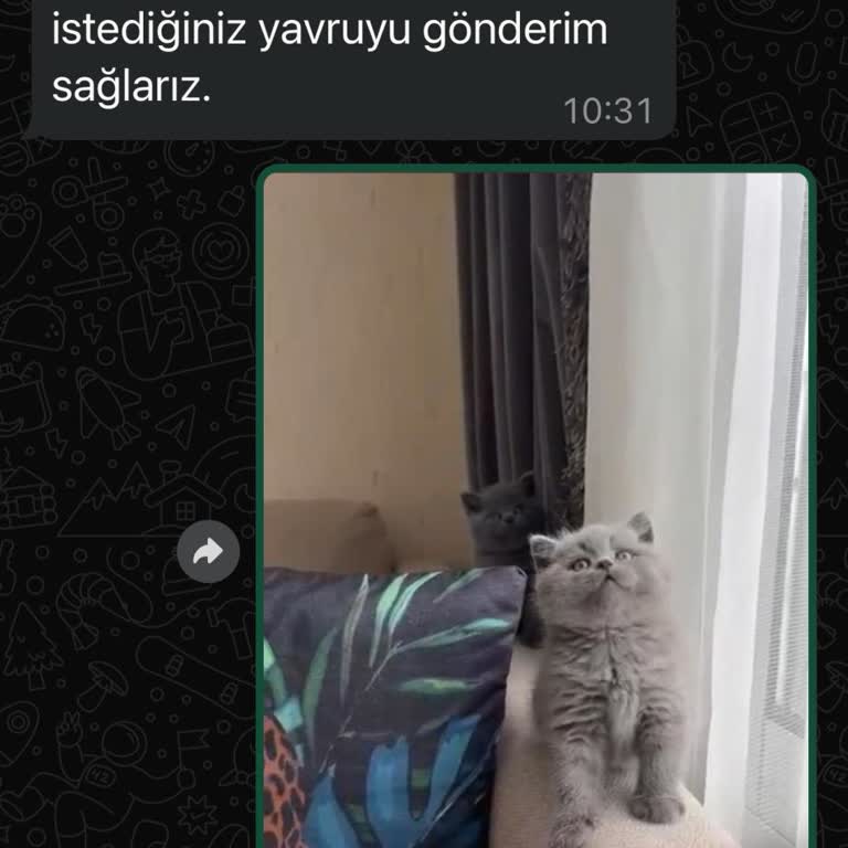 Patim_sahiplendirme (Instagram) Patim. Sahiplendirme (Instagram)