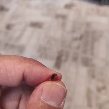 BİM Market, Emin Sucuğun İçinde Hayvan Kılı