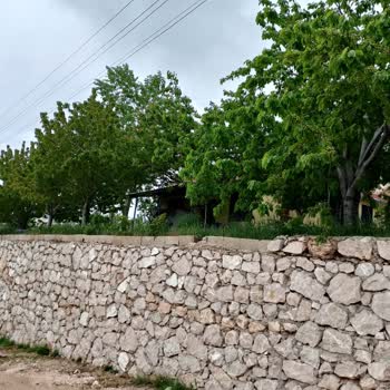 CK Enerji Akdeniz Elektrik Ağaca Dokunan Tel