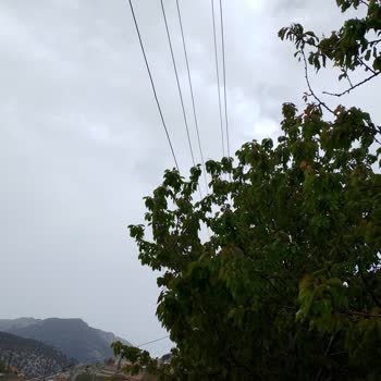 CK Enerji Akdeniz Elektrik Ağaca Dokunan Tel