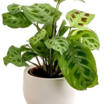 Fidanburada Firmasının Kötü Çiçek Yollaması