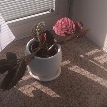 Fidanburada Firmasının Kötü Çiçek Yollaması