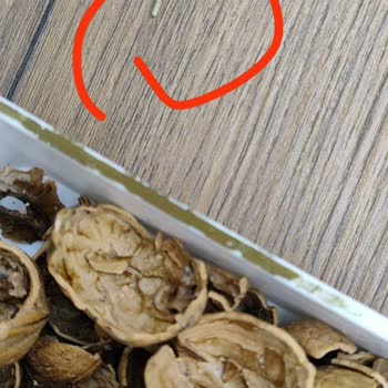 Yeşilova Mh. BİM Market Bozuk Ceviz