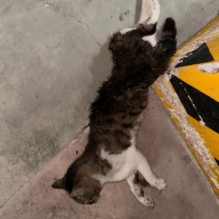İBB - İstanbul Büyükşehir Belediyesi Gece Saldırısına Uğrayan Kedi Ve İlgisiz Yetkililer