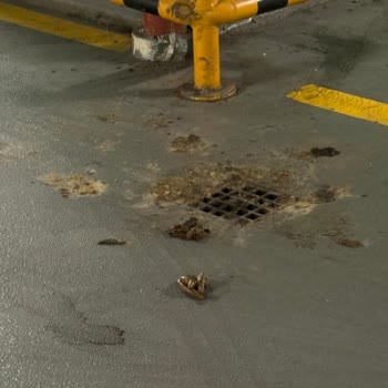 Buyaka AVM'de Kedi Dışkısı Sorunu