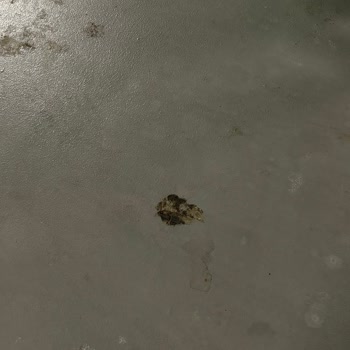 Buyaka AVM'de Kedi Dışkısı Sorunu