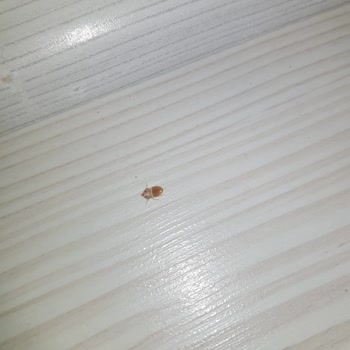 Bellona Tahta Kurusu İle Tanıştırdı Beni