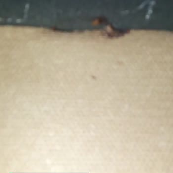İstikbal Yatak Bazada Tahta Kurusu Sorunu!