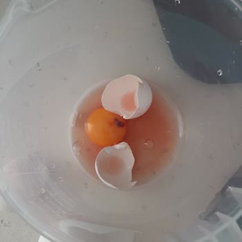 Keskinoğlu Yumurtadan Çıkan Kanlı Parça