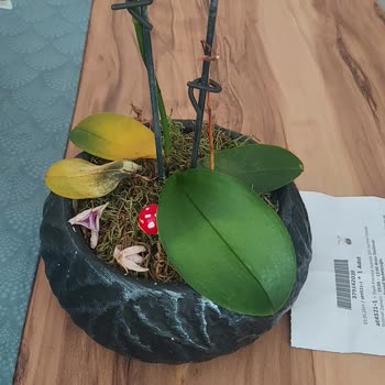 ÇiçekSepeti Kökü Çürümüş Orkide Satışı!