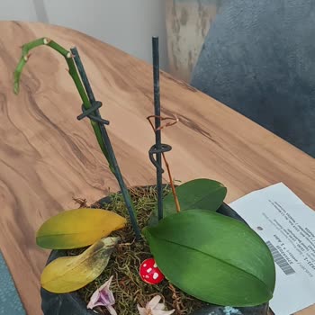 ÇiçekSepeti Kökü Çürümüş Orkide Satışı!