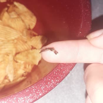 Ruffles Cipsten Böcek Çıktı