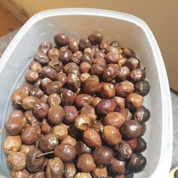 Nermin Hanım Zeytinliği Son Tüketim Tarihi Geçmemiş Zeytinlerin Küflenme Sorunu