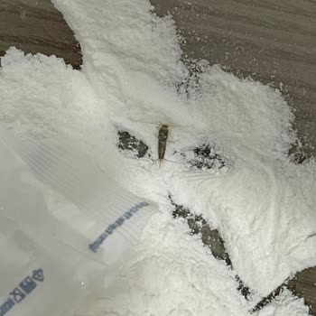 A101 Dorbi Marka Krem Şantinin İçinden Böcek Çıktı