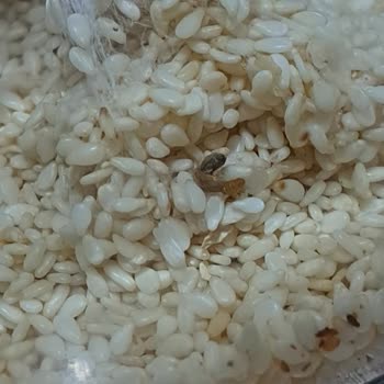 Diyar/Nar Baharat'a Ait Susam İçerisinden Böcek/Kurt Çıktı