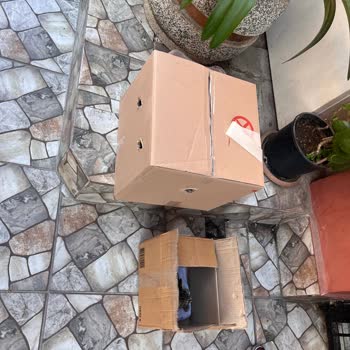 Sokak Hayvanlarına Karşı Sorumsuz İBB