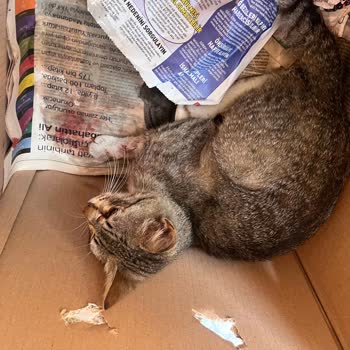 Sokak Hayvanlarına Karşı Sorumsuz İBB