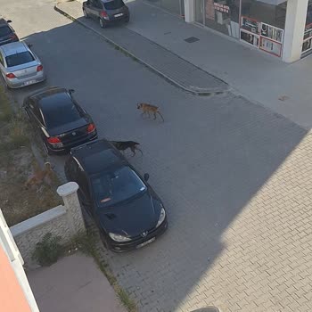 Manisa Büyükşehir Belediyesi Başıboş Sokak Köpekleri