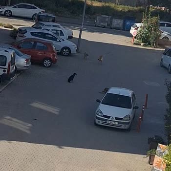 Manisa Büyükşehir Belediyesi Başıboş Sokak Köpekleri