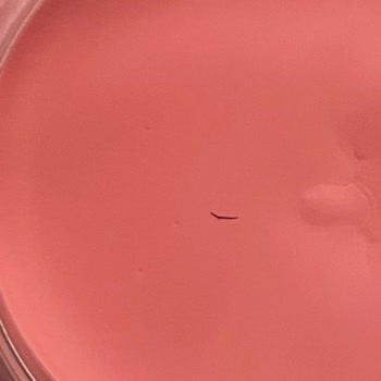 Revolution Beauty Allık İçinde Kıl Çıkması