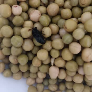 Tukaş Bezelye Konservesinden Çıkan Böcek