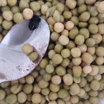 Tukaş Bezelye Konservesinden Çıkan Böcek