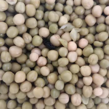 Tukaş Bezelye Konservesinden Çıkan Böcek