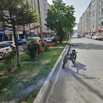 Kütahya Belediyesi Sokak Köpekleri Ve İnsan Yaşamı