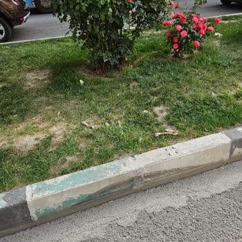 Kütahya Belediyesi Sokak Köpekleri Ve İnsan Yaşamı