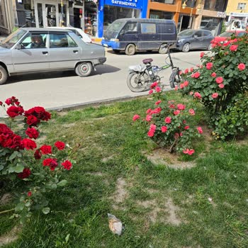 Kütahya Belediyesi Sokak Köpekleri Ve İnsan Yaşamı
